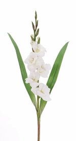 Gladiool (Zwaardlelie) (Gladiolus) 83cm